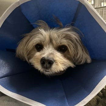 Veterinary Surgical Specialists - This photo was sent to me by the over night staff...Akasha was in good hands. - Veterinarians Near Me - Tustin, California Veterinary Surgical Specialists - This photo was sent to me by the over night staff...Akasha was in good hands. - Veterinarians Near Me - Tustin, California