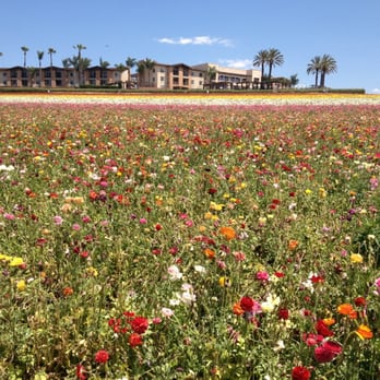 The Flower Fields - Venues & Event Spaces Near Me - Carlsbad, California The Flower Fields - Venues & Event Spaces Near Me - Carlsbad, California