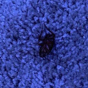 IMT Cool Springs - This one in my room, one of MANY that I keep having to kill myself. - Apartments Near Me - Franklin, Tennessee IMT Cool Springs - This one in my room, one of MANY that I keep having to kill myself. - Apartments Near Me - Franklin, Tennessee