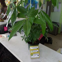All Seasons Landscaping & Nursery