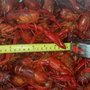 Photo of Kyle LeBlanc Crawfish Farms