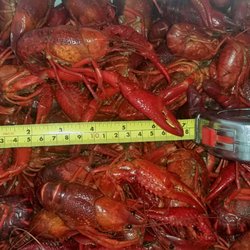 Kyle LeBlanc Crawfish Farms - Cooler full of crawfish