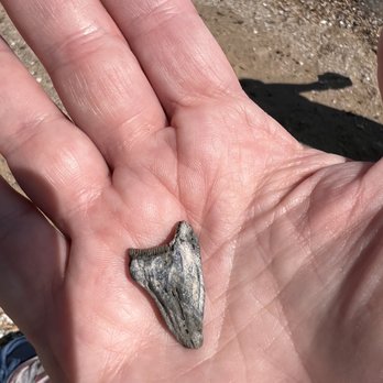 Calvert Cliffs State Park - Plenty of cool shells but we didn't find any shark's teeth. - Parks Near Me