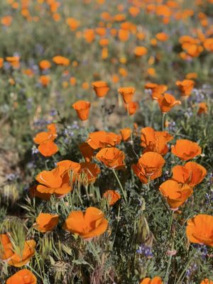 Antelope Valley California Poppy Reserve State Natural Reserve by null
