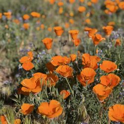Antelope Valley California Poppy Reserve