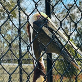 Busch Wildlife Sanctuary - Pelican - Zoos Near Me - Jupiter, Florida