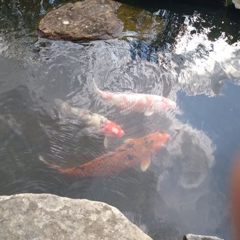 Chanticleer Foundation - The koi and the ponds were beautiful! - Four koi fish of different colors, including white, orange, and red, swim in a pond surrounded by rocks and aquatic plants. The water surface reflects the sky and nearby trees, creating a natural scene. The image captures the fish from above, with some rocks visible at the pond's edge and a finger partially visible in the top right corner. - Botanical Gardens Near Me - Wayne, Pennsylvania