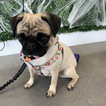 Paws At Main - undefined - Pet Groomers Near Me - Corona, California Paws At Main - undefined - Pet Groomers Near Me - Corona, California