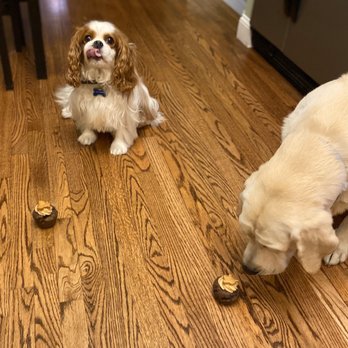 Jack's Snacks: A Dog Bakery - The boys loving their treats from Jack's! - Pet Stores Near Me - Warwick, Rhode Island