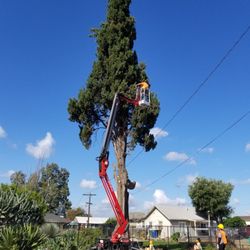 Roley's Tree Care