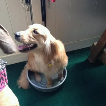 The Dog Bar - Ella enjoys an inappropriately-sized pool at the St. Patty's Day "Pawty" - Bars Near Me - Charlotte, North Carolina The Dog Bar - Ella enjoys an inappropriately-sized pool at the St. Patty's Day "Pawty" - Bars Near Me - Charlotte, North Carolina