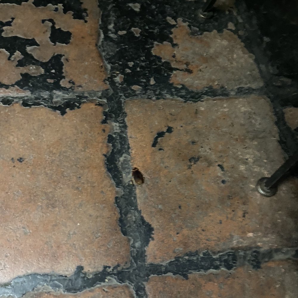 Dead Roaches on the floor - I was not about to get a photo/video of the alive ones ! Dead Roaches on the floor - I was not about to get a photo/video of the alive ones !