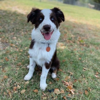 A Doggie Boutique - Pet Groomers Near Me - Goddard, Kansas A Doggie Boutique - Pet Groomers Near Me - Goddard, Kansas