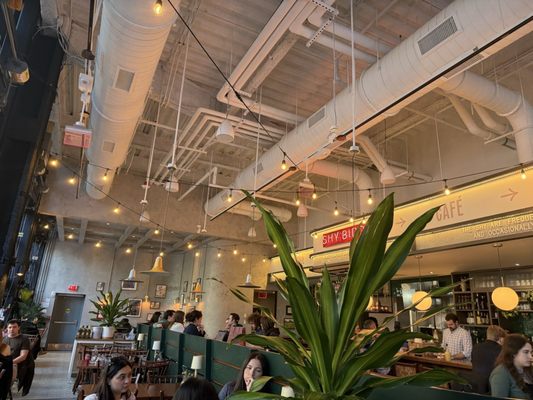 Shy Bird - Fenway by null