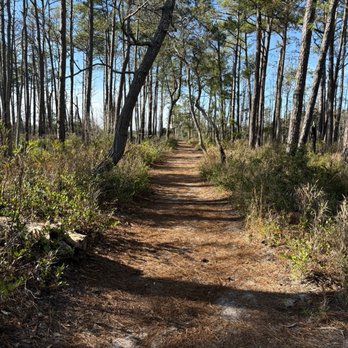Carolina Beach State Park - Parks Near Me - Carolina Beach, North Carolina Carolina Beach State Park - Parks Near Me - Carolina Beach, North Carolina