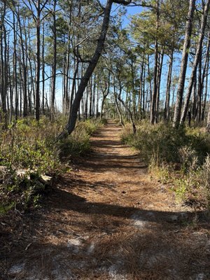 Carolina Beach State Park by null