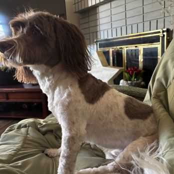 Groom Girls - Pet Groomers Near Me - Calgary, Alberta Groom Girls - Pet Groomers Near Me - Calgary, Alberta
