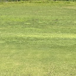 Huge clover patch, middle of a fairway Huge clover patch, middle of a fairway