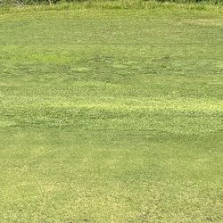 Harmony Golf Preserve - Huge clover patch, middle of a fairway
