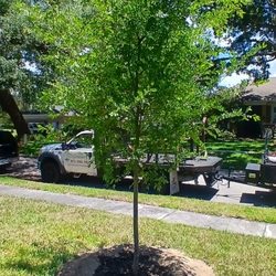 The Greenery of Tampa Bay