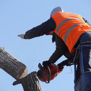 Mighty Oak Tree & Lawn Care - Lawn & Tree Care in Fairfield County, CT - Tree Services Near Me - Stratford, Connecticut Mighty Oak Tree & Lawn Care - Lawn & Tree Care in Fairfield County, CT - Tree Services Near Me - Stratford, Connecticut