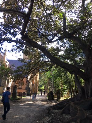Camperdown Cemetery by null
