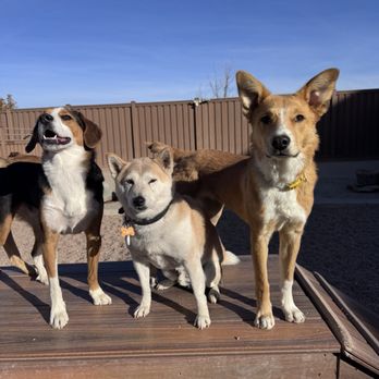 Digstown Doggie Day Care, Lodge, and Spaw - Pet Groomers Near Me - Denver, Colorado Digstown Doggie Day Care, Lodge, and Spaw - Pet Groomers Near Me - Denver, Colorado