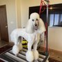 Pooch Parlor