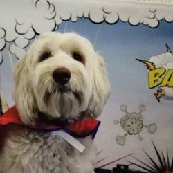 The Momentum Academy - Our beloved school therapy dog, Percy