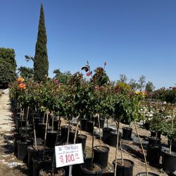 Guerrero Rose Farm Nursery