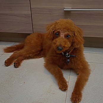 Happy Paw Salon - Poppy my dog! - Pet Groomers Near Me - Orange, California Happy Paw Salon - Poppy my dog! - Pet Groomers Near Me - Orange, California