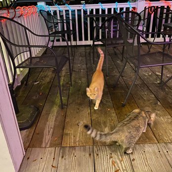 Acapulco mexican restaurant - two cats on a porch - Tex-Mex Near Me - Pawleys Island, South Carolina Acapulco mexican restaurant - two cats on a porch - Tex-Mex Near Me - Pawleys Island, South Carolina