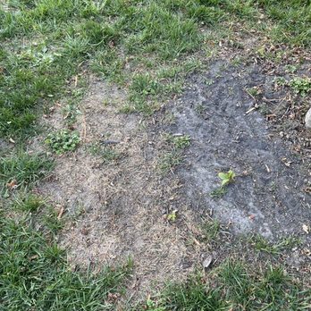 TruGreen Lawn Care - Bare spots after over seeding - Tree Services Near Me - Richmond, Virginia TruGreen Lawn Care - Bare spots after over seeding - Tree Services Near Me - Richmond, Virginia