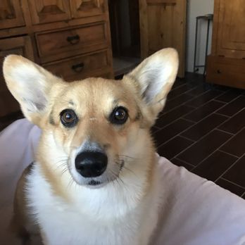 Paw Commons Pet Resort - Gilbert - Maddie - Pet Sitting Near Me - Gilbert, Arizona