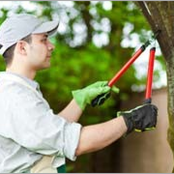 Walsh Tree Service - Tree Services Near Me - Minooka, Illinois Walsh Tree Service - Tree Services Near Me - Minooka, Illinois
