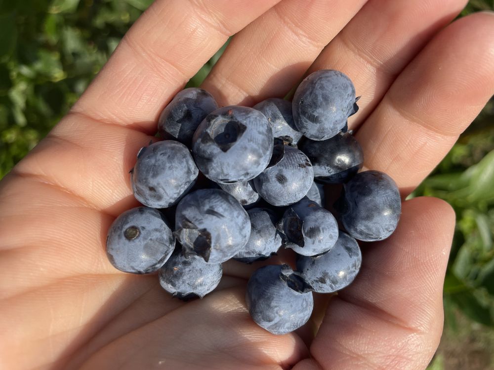 Hickory Hill Farm - beekeeping in Keezletown, VA