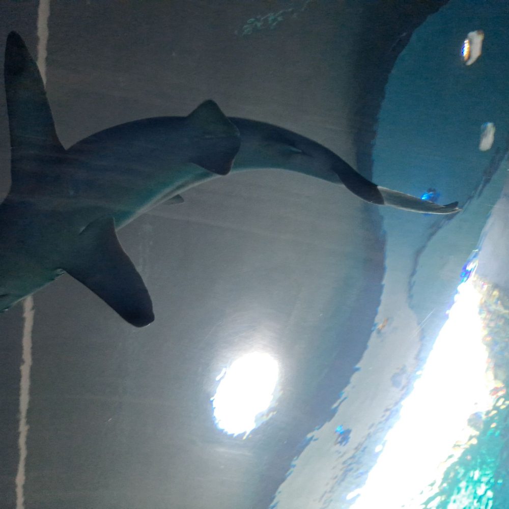 Texas State Aquarium - Is shark from bottom - Aquariums Near Me - Corpus Christi, Texas Texas State Aquarium - Is shark from bottom - Aquariums Near Me - Corpus Christi, Texas