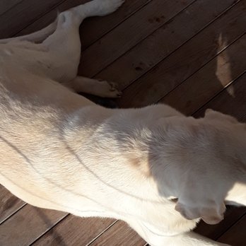 Red 36 - The big yellow lab that got all the attention on the deck. - Seafood Near Me - Mystic, Connecticut Red 36 - The big yellow lab that got all the attention on the deck. - Seafood Near Me - Mystic, Connecticut