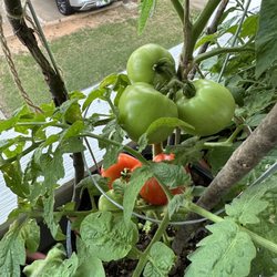 Lowe’s Garden center - I have tomatoes now!!!