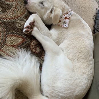 The Spaw - A happy girl after her spaw day - Pet Groomers Near Me - Tustin, California The Spaw - A happy girl after her spaw day - Pet Groomers Near Me - Tustin, California