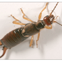 Photo of Derecola Pest Control Inc