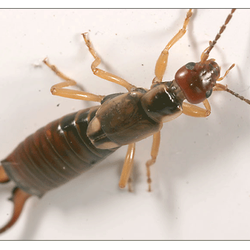 Derecola Pest Control Inc