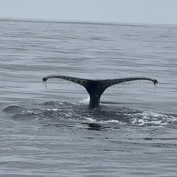 Harbor Breeze - Whale - Boat Charters Near Me - Long Beach, California