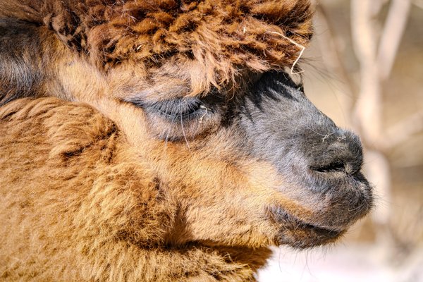 Alaska Zoo by null