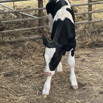 Mike's Bike Tours - Baby cow at the farm. - Tours Near Me - Amsterdam, New Hampshire