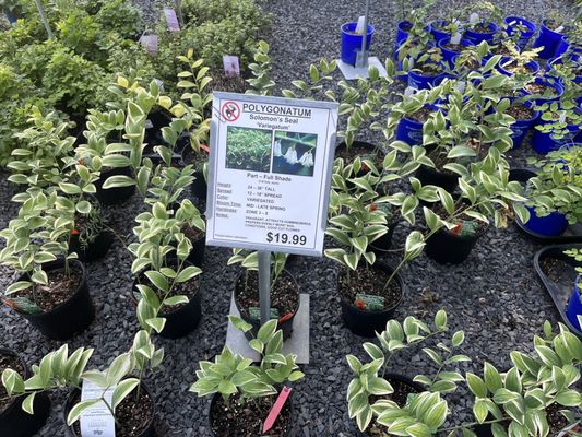 Great Swamp Greenhouses