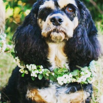 Salty Paws Grooming Studio - Pet Groomers Near Me - Huntington Beach, California