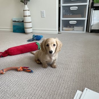 Longdox Mini Dachsunds - Pet Breeders Near Me