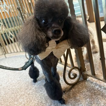 Jess Rona Grooming - Lord after his grooming by Deni - Pet Groomers Near Me - Los Angeles, California