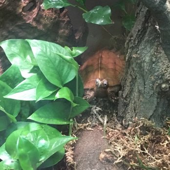 Bronx Zoo - I don't remember what kind of turtle this is but ...look at its face! - Zoos Near Me - Bronx, New York